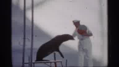 Alabama (1958): Beautiful Pectin And Cute Sea