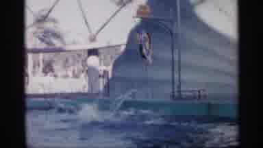 Alabama (1958): Beautiful Dolphins Enjoys Water And Obeys Ht Instructional Mys