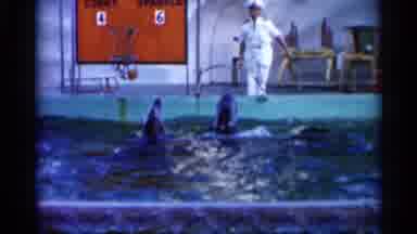 Alabama (1958): Dolphins Learning New And Exciting Tricks With Instructional