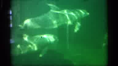 Alabama (1958): Dolphins And Turtle Swim Inside Curium Ink Rocks At Bottom Of Ink