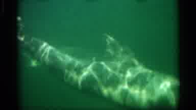 Alabama (1958): Underwater Dolphin And Int Sea Turtle Swimming