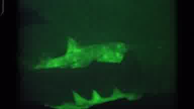 Alabama (1958): Water Ocean Sea Life Farther Underwater Marine Wildlife Cm Green