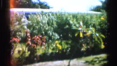 Alabama (1958): Garden Flowers And Plants On Windy Day Trip To Souvenir Shop With