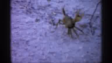 Alabama (1958): Person Rpg At Car Walking On Sandy Terri With Stick Man Hemmers On