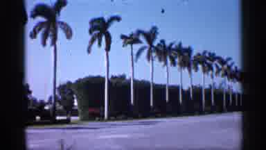 Alabama (1958): Mature Palm Trees Standing In Sun Long City Street