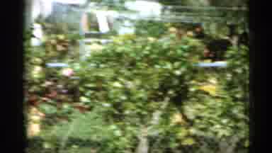 Florida (1958): Green Bushes And Tree With White Blossoms Line Shined Link Fence