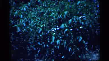 New Jersey (1958): Boy Steps In Father Of Green Plant On Bright Sunny Day