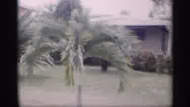 California (1959): Small Palm Bushes Grace Lawn In Neighborhood With Green Hedged