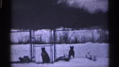 California (1959): Dogs In Snow Standing Behind Fence Looking At Comer