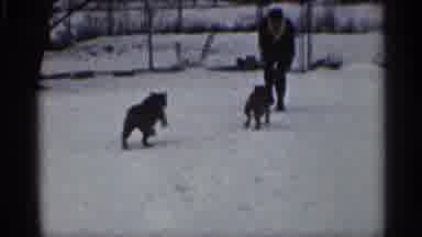 California (1959): Two Dogs Run Excitedly To Man In Snow