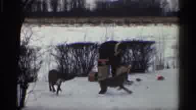 California (1959): Couple Of Dogs Enjoys With His Boss In Big Snow Pace