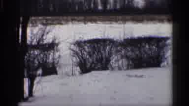 California (1959): Black Dog Runs Cross Snowy Landscape Crosses Through A Hedge