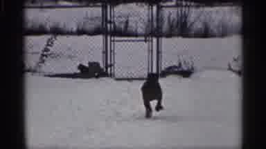 California (1959): Two Dogs Run In Snow Towards Fence Where Man Lets Me Out To Run