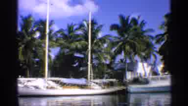 California (1959): Sailboats Hotheadedness One Palm Trees Bright Blue Sky Fluffy