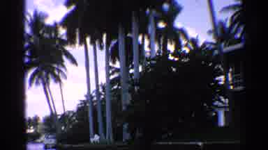 California (1959): Palm Trees Waving With Water