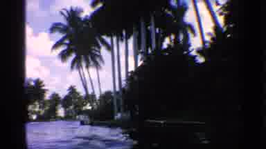 California (1959): Tropical Trees One Body Of Water At Ency Summer Farthermost
