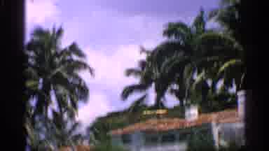 Florida (1959): White House With Terr Cote Is Covered By Palm Trees And Hidden