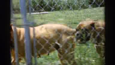Indiana (1959): Two Dogs Icing Back And Forefather Inside Backyard Fence On Sunny