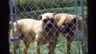 Indiana (1959): People Ply Lawn Mes While Two Dogs Are Behind Sense Watching
