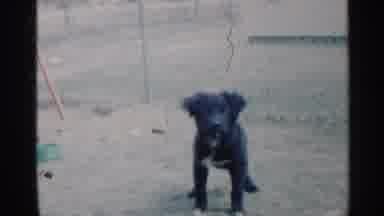 Indiana (1959): Black Puppy Barking At Comer In Residential Fenced Yard Nineteen