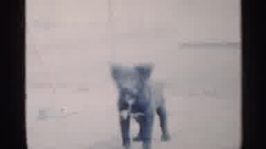 Indiana (1959): Cute Looking Pet Dog Bries Seeing Outside And Numbs Father On Pace