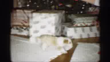 Indiana (1959): Tn And White Dog Trots To Woman Sitting In Green Chair One