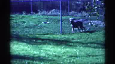 Michigan (1959): Dog From Side To Side In Front Of A Fence Happy Because Someone
