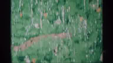 New York (1959): In A X Max Tree Very Beautiful And Old Men Like