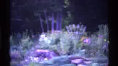 Ohio USA (1969): Vintage Super 8 Film Of A Field Of Wildflowers