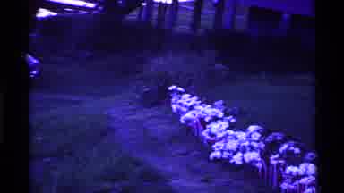 Ohio USA (1969): A Field Of Flowers And A Car Nearby