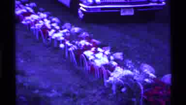 Ohio USA (1969): Car Parked Along A Grave Site