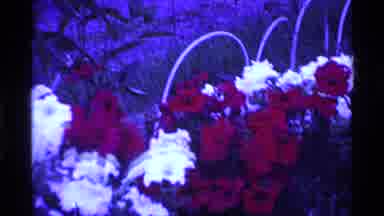 Ohio USA (1969): Panning Shot Of White And Red Flowers In A Park With Arching