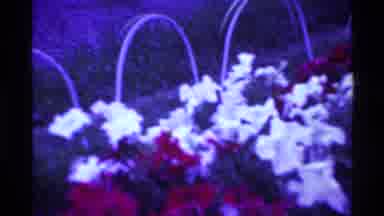 Ohio USA (1969): Red White And Purple Flowers Are Surrounding All The Grass
