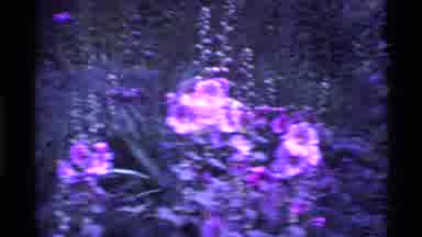 Ohio USA (1969): A Flower Was Very Great To See In The Park Area With The People