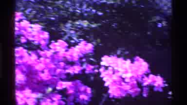 Ohio USA (1969): A Variety Of Flowers Inside The Park With Different Colors And