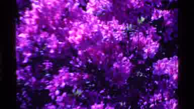 Ohio USA (1969): The Purple Flowers And The Short Clip Of A Man In A Suit