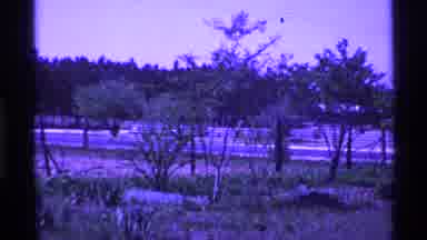 Ohio USA (1969): Trees And Bushes In A Residential Area Filling The Yard
