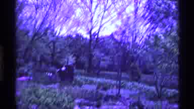 Ohio USA (1969): Empty Vibrant Forest Or Park Area During Autumn With Colorful