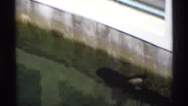 Florida Michigan (1970): People Walking Around Aquarium Shot Of Bird Sitting On A