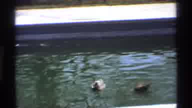 Florida Michigan (1970): A Huge Water Flows From The River And Moves The Duke And