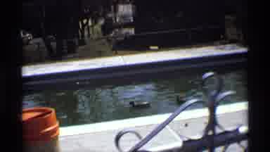 Florida Michigan (1970): View Of Swimming Mallard Duck On A Bright Sunny Day