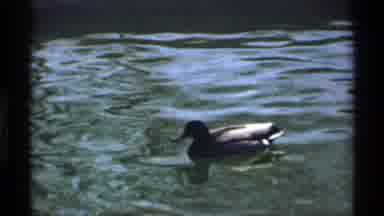 Florida Michigan (1970): Ducks On The Water Swimming Calmly With One Another
