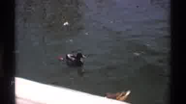 Florida Michigan (1970): A Pair Of Ducks Enjoy Their Time In A Duck Pond