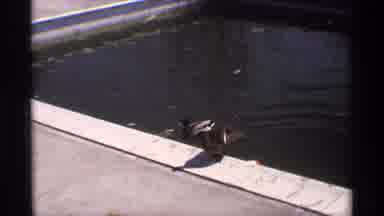 Florida Michigan (1970): 2 Ducks Having A Good Time In The Pool