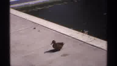 Florida Michigan (1970): Here's A Duck Deciding Whether Or Not To Swim In A Pool