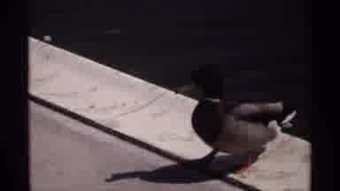 Florida Michigan (1970): A Duck Was Moving Around Ht Place To See The Other Things