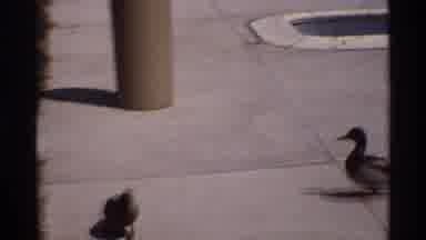 Florida Michigan (1970): Two Ducks Near Public Pool Walking On Pavement Near Trash