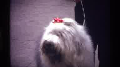 New York City (1970): In A Public Place Lady Likes Photo In Our Beautiful Dog
