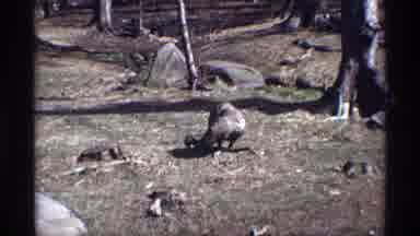 New York City (1971): A Fledged Animal Pecks The Ground Looking For Food In A