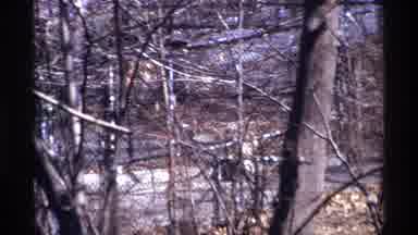 New York City (1971): A Dog Or Wolf Walking In The Woods Behind A Chain Link Fence